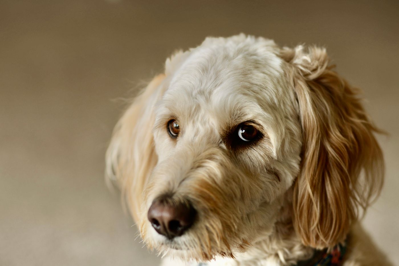 A cream Goldendoodle with a wavy, curl-leaning coat