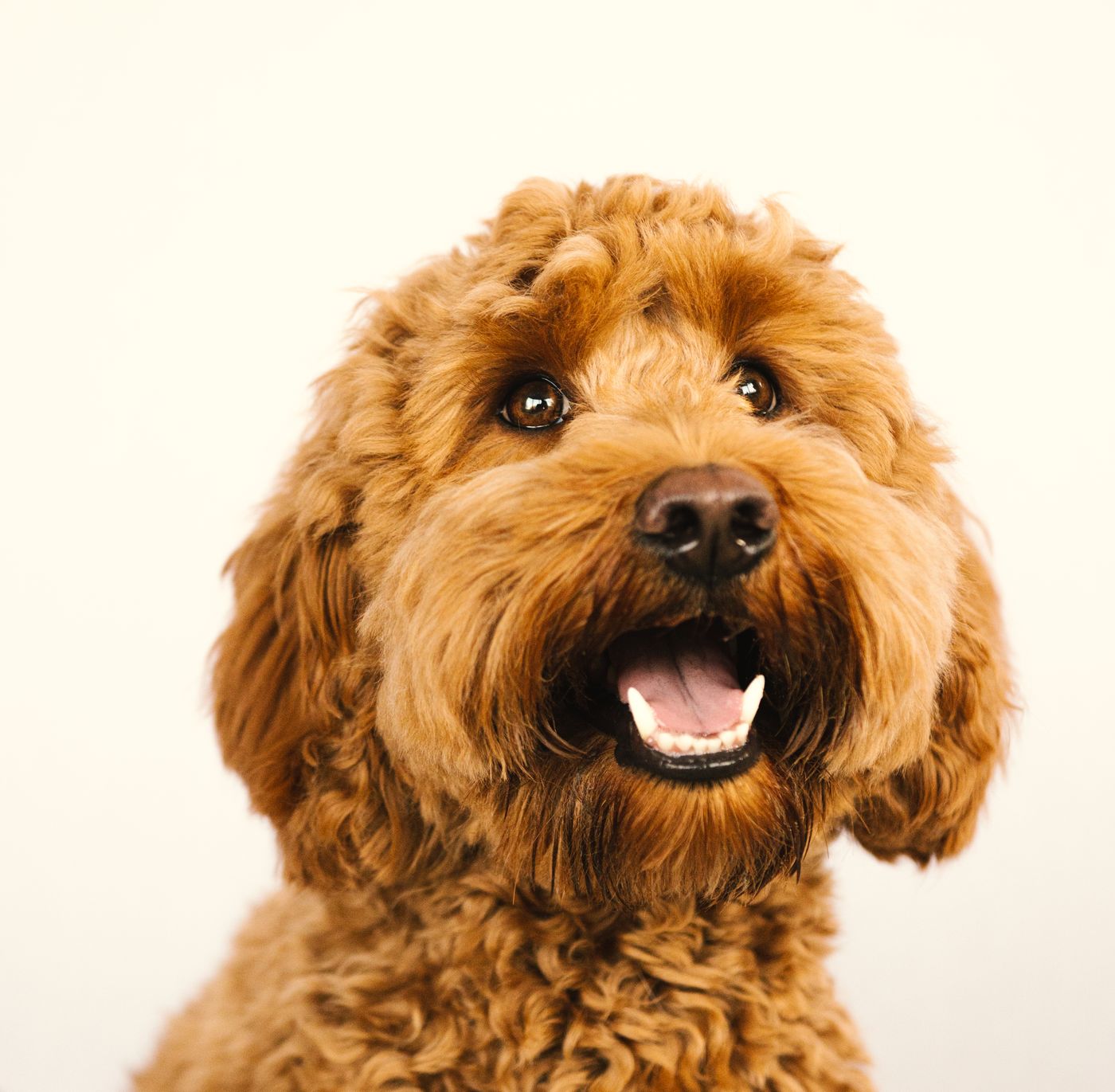 Goldendoodle's curly coat visible up close