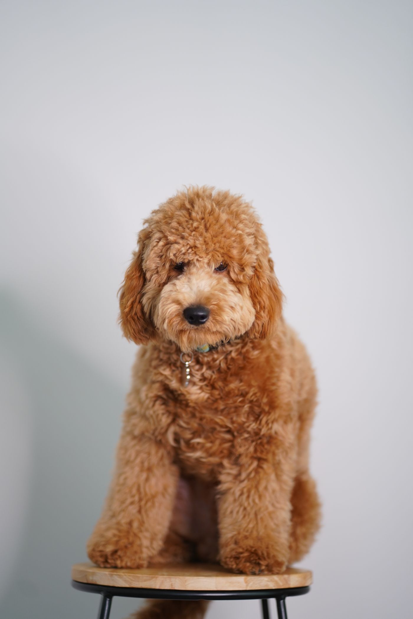 A healthy, alert Goldendoodle puppy sitting on a stool