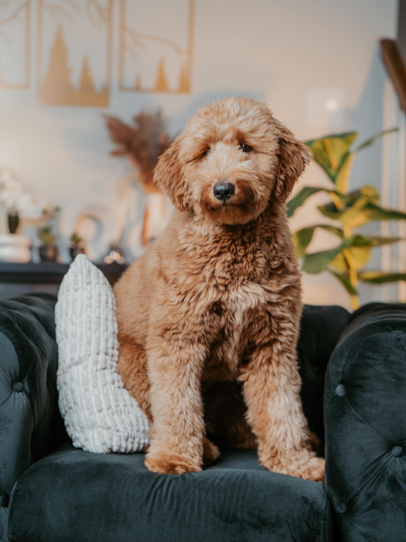 A Goldendoodle puppy relaxing indoors at home