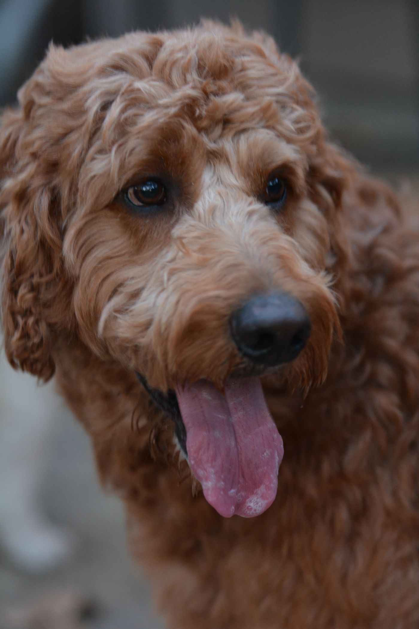 Alert, healthy adult Goldendoodle looking at the camera